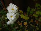 DSCN1782
