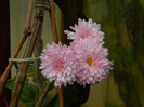 DSCN1790