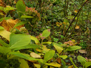 DSCN1808
