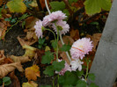 DSCN1818