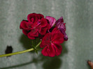 DSCN1825