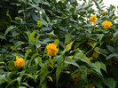DSCN1829