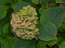 DSCN1842