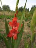 gladiole 8