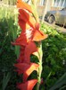 gladiole 18