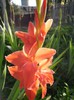 gladiole 19