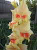 gladiole 21