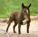 manipulare_foto_caini_09