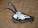 Capra neagra de 19 cm cu craniu intreg