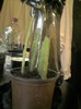 epiphyllum