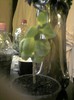 kalanchoe