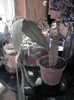 epiphyllum