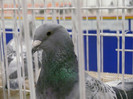 Femela