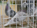 Femela 2011