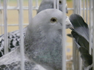 Mascul
