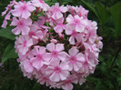 flori  2010 140