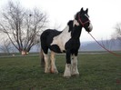 HASAN GYPSY VANNER