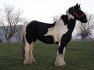 HASAN GYPSY VANNER