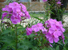 Phlox DSC01670