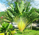 traveller palm