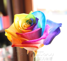 trandafir multicolor