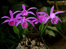 orhidee pleione
