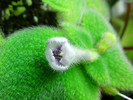 Episcia Fimbriata Blue Heaven