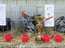 Campion rasa Expo Fauna Banatului 2012