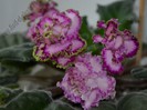 Saintpaulia Tomorrows Pink Ice