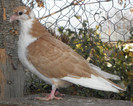 38g.m(2012)