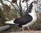 18n(2012)