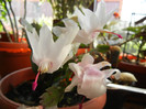 White Schlumbergera (2012, Nov.18)