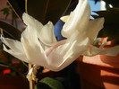 White Schlumbergera (2012, Nov.18)