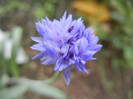 Centaurea cyanus Blue (2012, Nov.10)