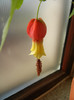 Abutilon megapotamicum (2012, Nov.18)