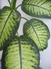 Dieffenbachia Tropic Snow (2012, Nov.18)