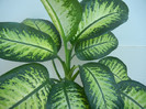 Dieffenbachia Tropic Snow (2012, Nov.18)