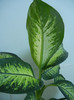 Dieffenbachia Tropic Snow (2012, Nov.18)