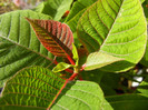 Euphorbia pulcherrima (2012, Nov.18)