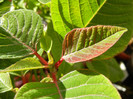 Poinsettia_Christmas Plant (2012, Nov.18)