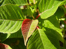 Poinsettia_Christmas Plant (2012, Nov.18)