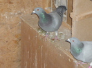 P1050832