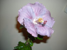Hibiscus Cajun Blue