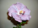 Hibiscus Cajun Blue