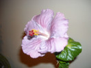 Hibiscus Cajun Blue