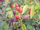 Fall Colors on Capsicum (2012, Nov.09)