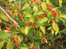 Fall Colors on Capsicum (2012, Nov.09)