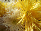 Fall Colors on Chrysanths (2012, Nov.18)