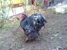 2012-11-18 14.19.45