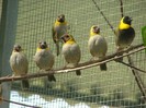 Tiaris canora - Cuban Finch